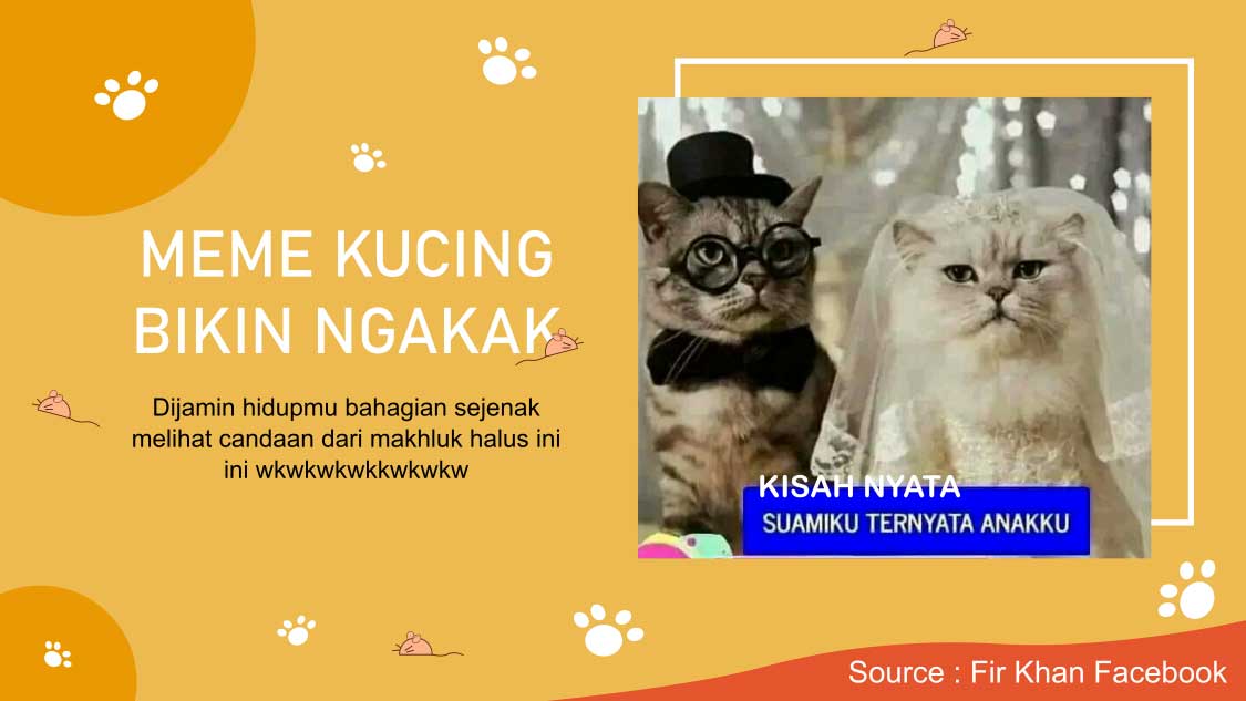 Meme Kucing Lucu Bikin Ngakak Penasihat Kucing