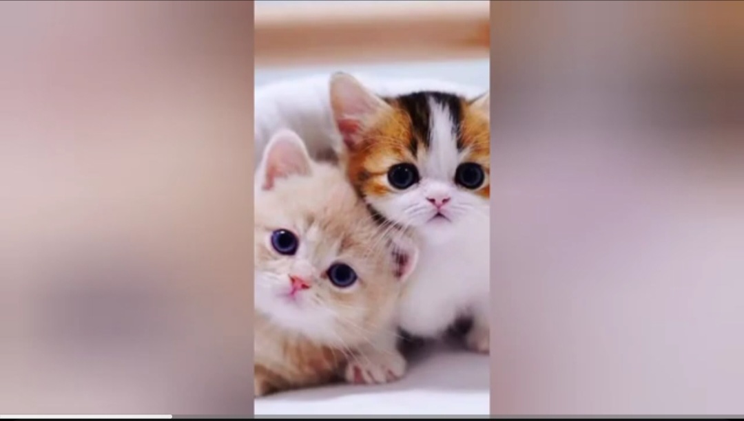 pp couple kucing imut