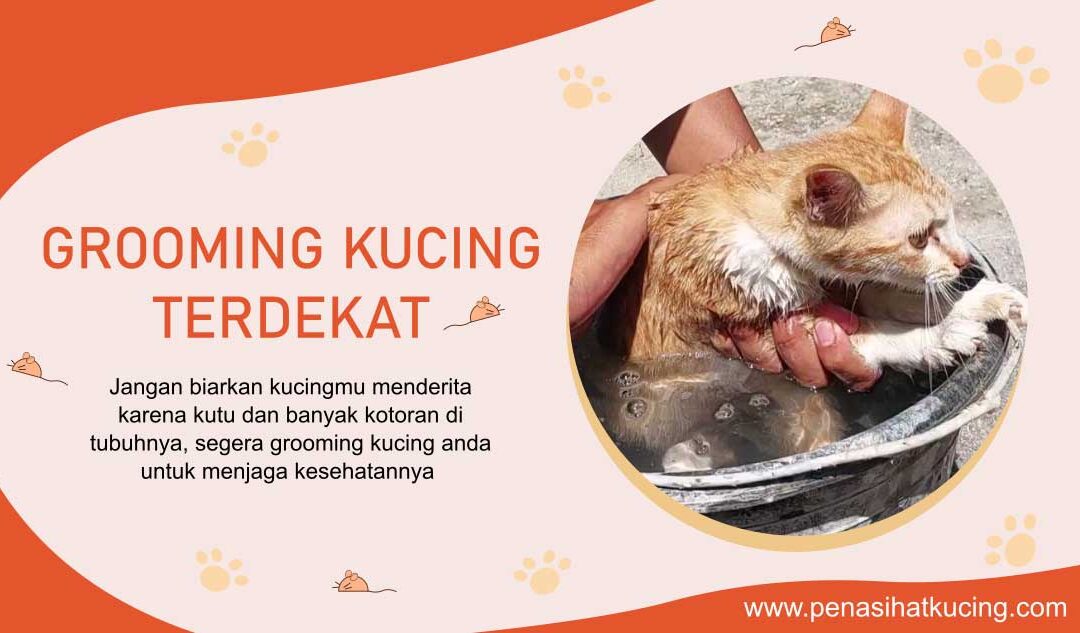 Grooming Kucing Terdekat di Daerahku dan Pembahasan Lengkapnya