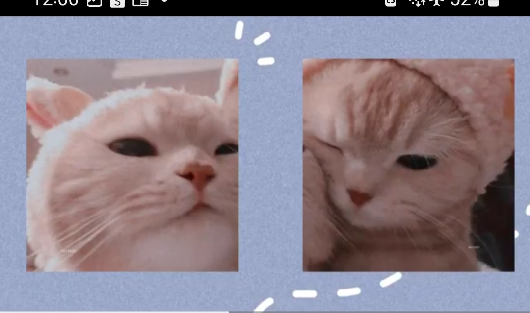 kucing kecil dan kucing besar 