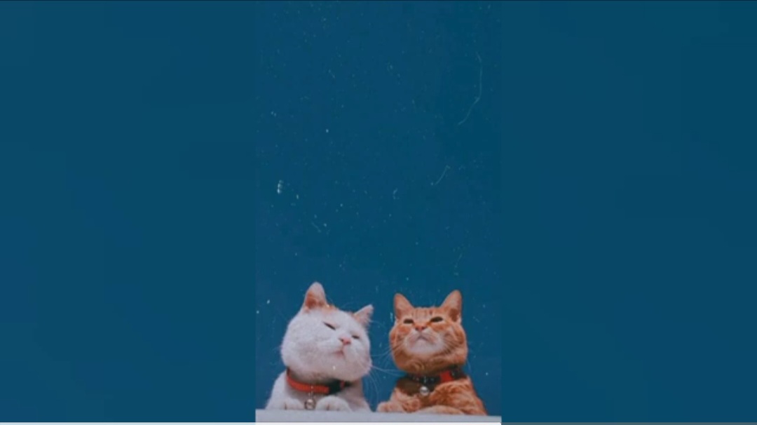 kucing-couple