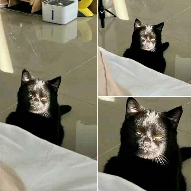 meme-kucing-hitam-tersinggung