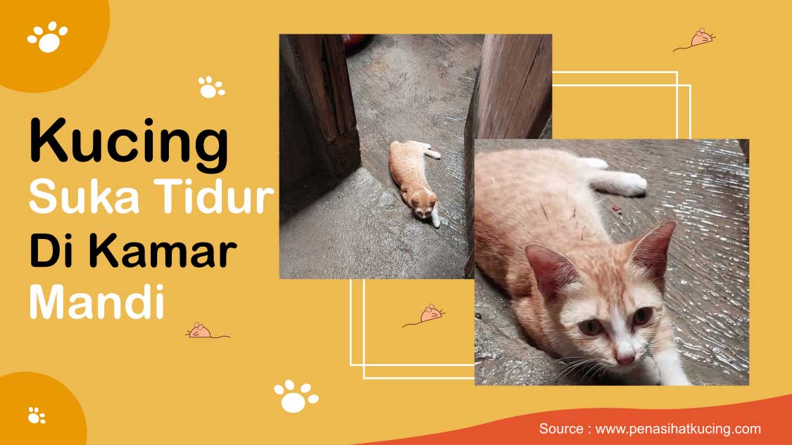 Simentik, Kucing Oren yang Suka Tidur di Kamar Mandi