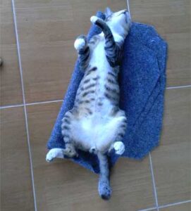 kucing-tidur-telentang