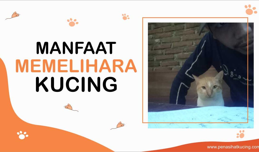 8 Manfaat Memelihara Kucing Ini Jarang Diketahui, Bagus untuk Fisik dan Mental