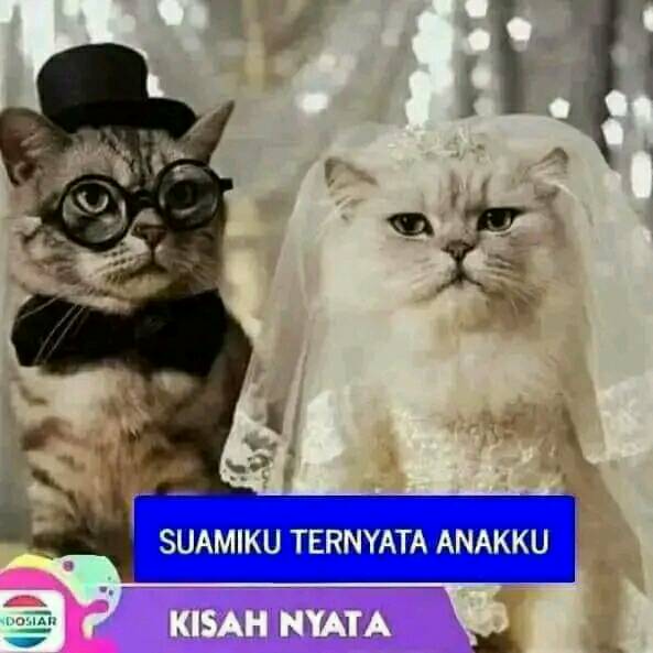 meme-kucing-bikin-ngakak