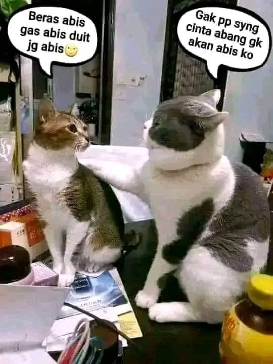 meme-kucing-lucu