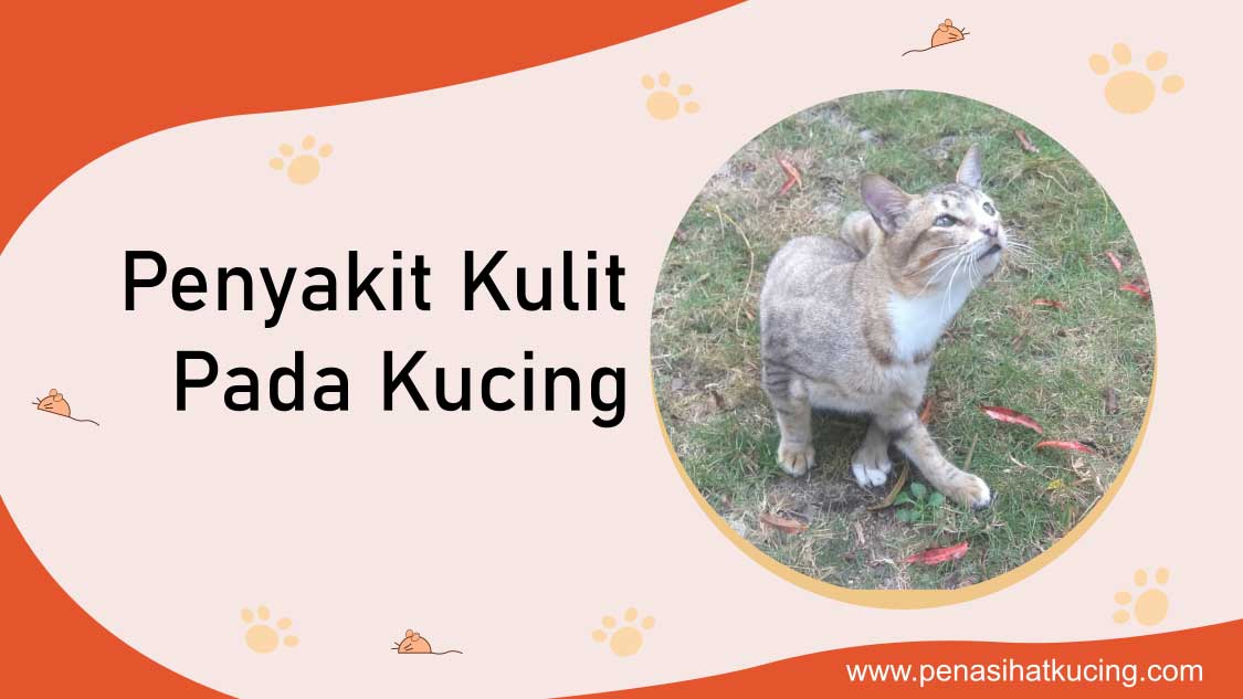 9 Penyakit Kulit Pada Kucing Menular Ini Harus Diwaspadai