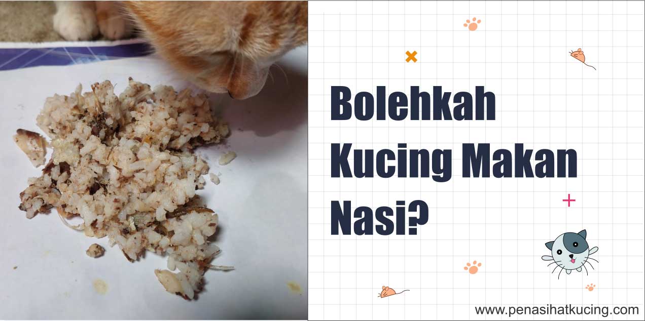 Kucing Makan Nasi Bolehkah? Ini Pengalamanku Sejak Lama