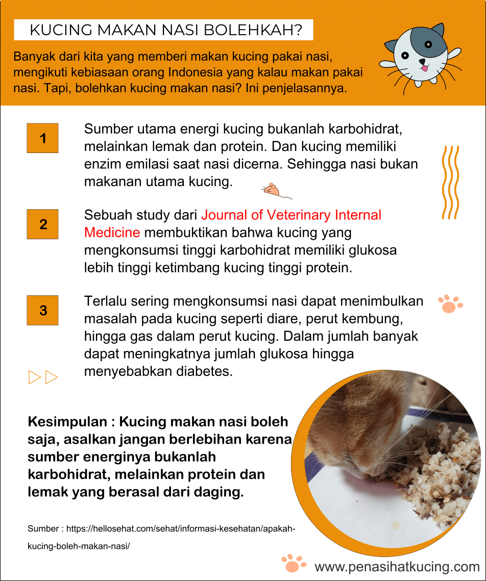 infografis-kucing-makan-nasi-bolehkah