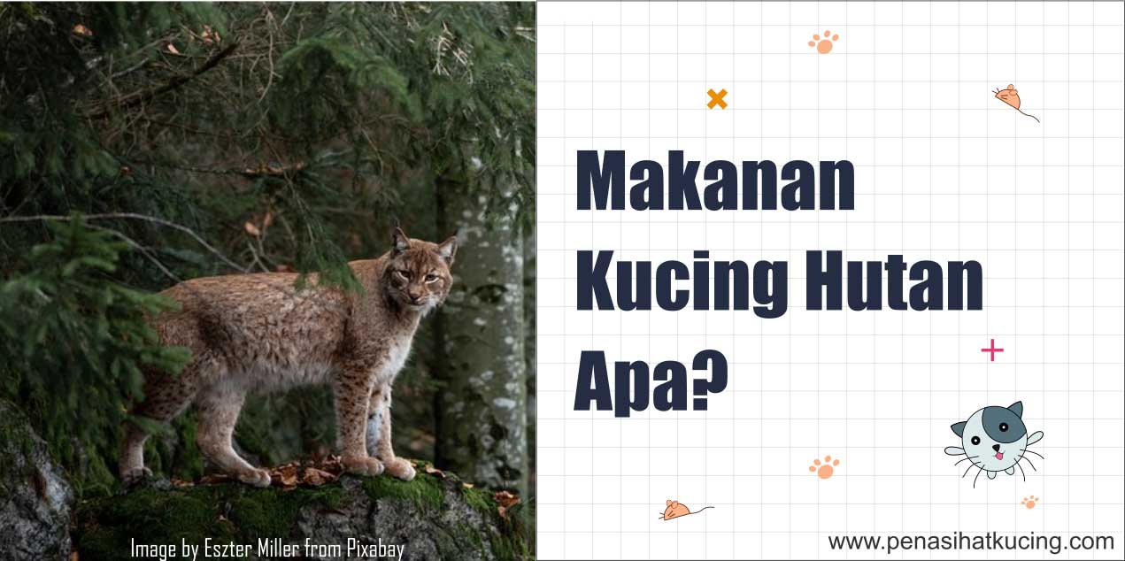 Makanan Kucing Hutan Agar Jinak dan Pengalaman Uniknya