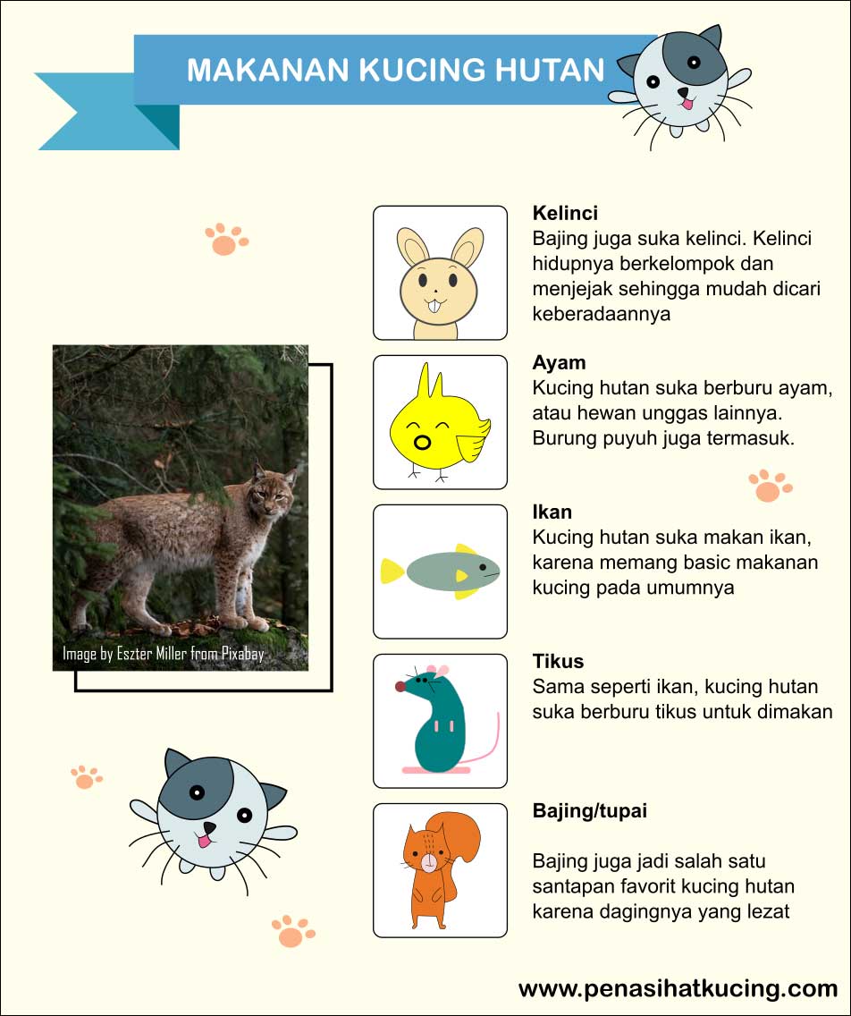 makanan-kucing-hutan-infografis