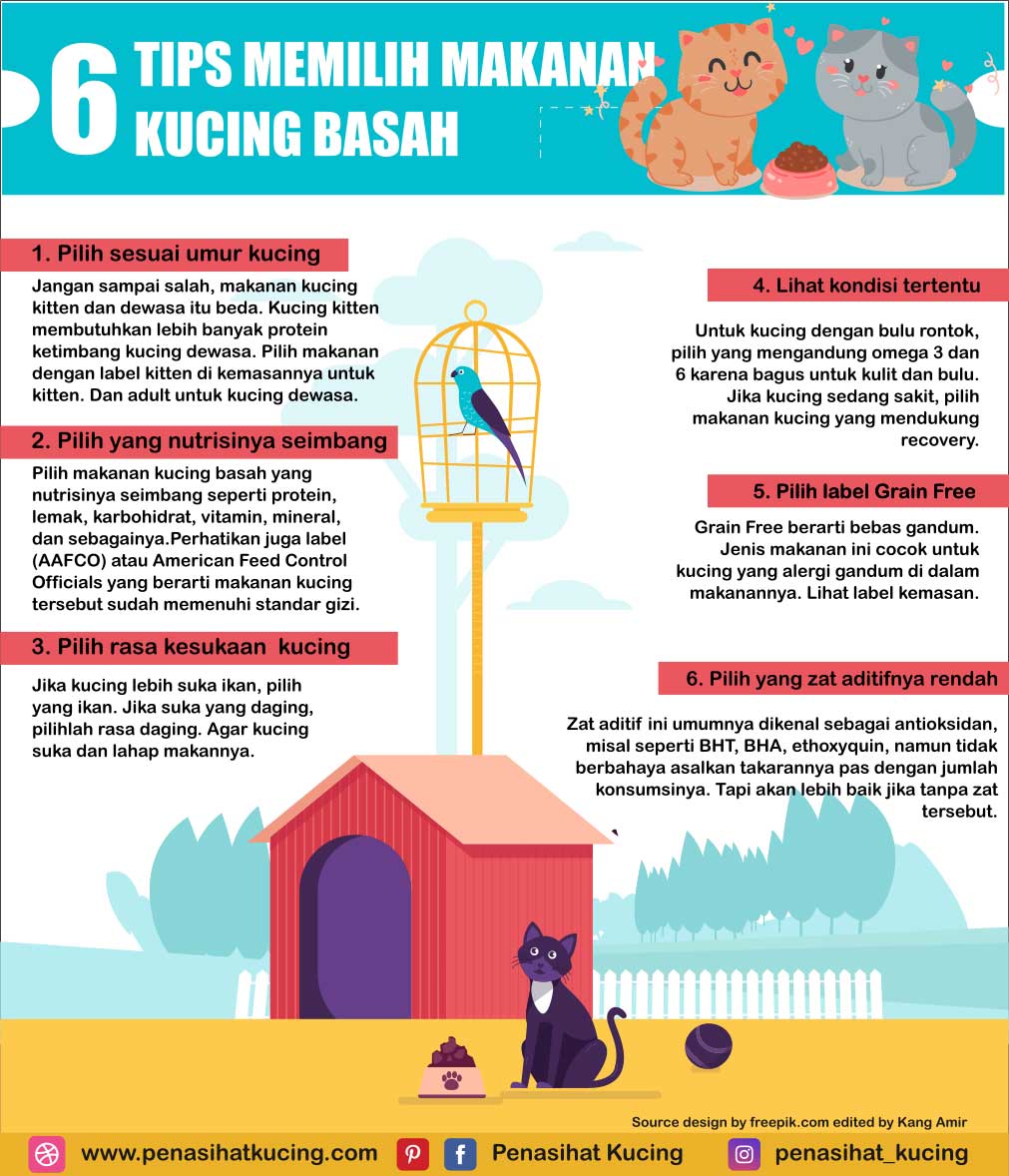 infografis-tips-memilih-makanan-kucing-basah