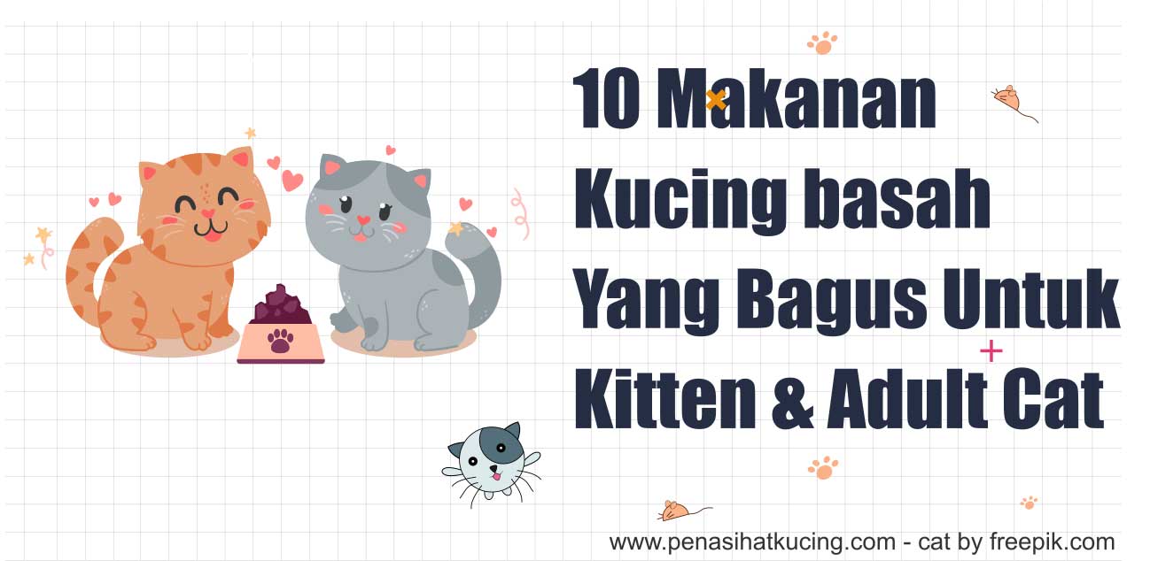 Rekomendasi 10+ Makanan Kucing Basah Yang Bagus untuk Kitten dan Kucing Dewasa