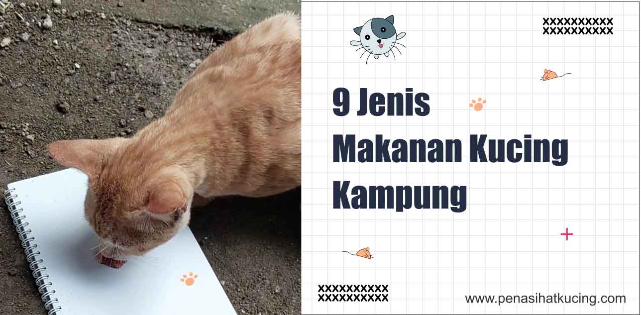 9 Jenis Makanan Kucing Kampung Yang Biasa Saya Berikan di Rumah