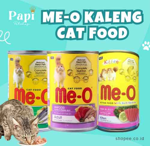 meo-kitten