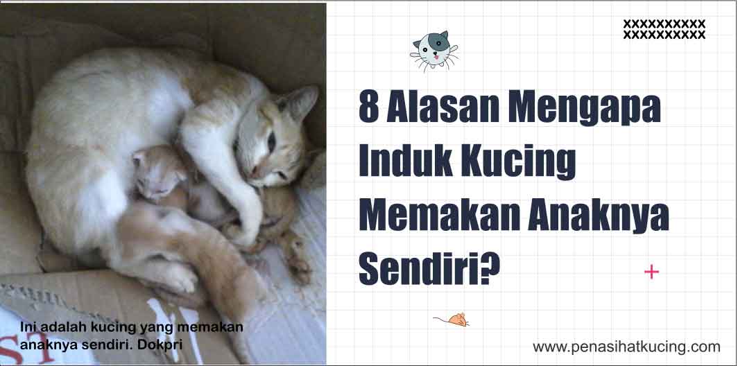 8 Alasan Mengapa Kucing Makan Anaknya Sendiri?