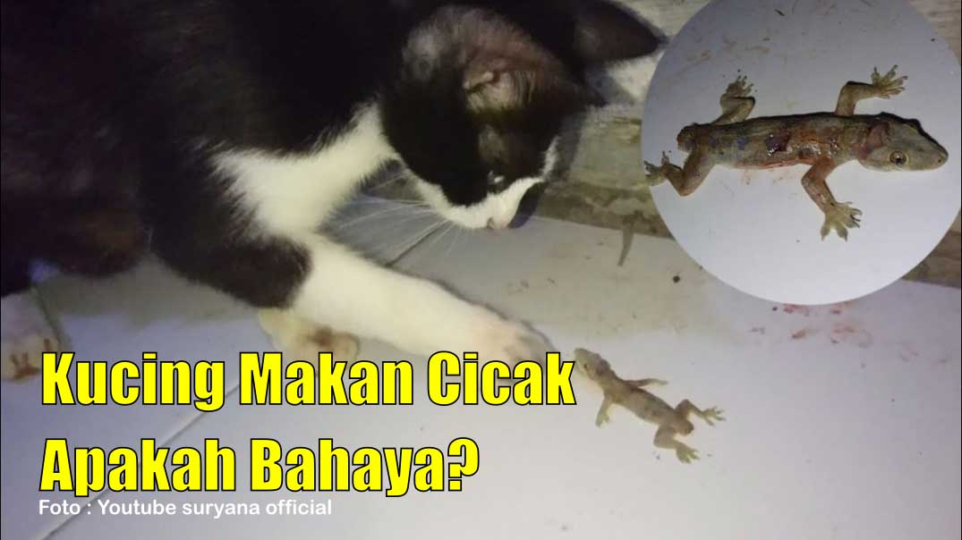 Kucing Makan Cicak Apakah Bahaya?