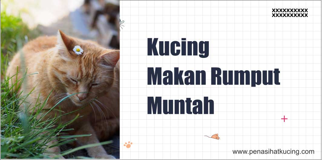 Kata Ahli : 7 Alasan Mengapa Kucing Makan Rumput Muntah?