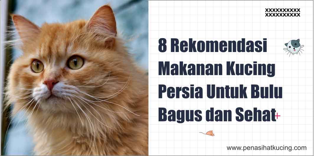 8 Rekomendasi Makanan Kucing Persia yang Bagus Untuk Bulu