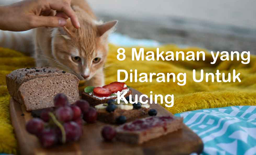 drh. Hevin Vinandra Louqen : 8 Makanan Yang Dilarang Untuk Kucing