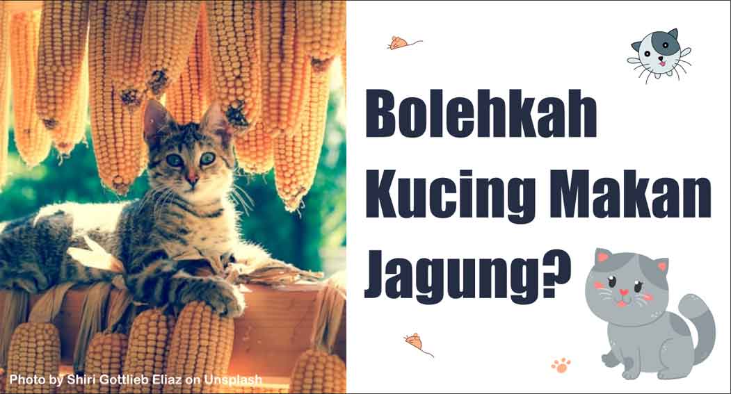 Bolehkah Kucing Makan Jagung?