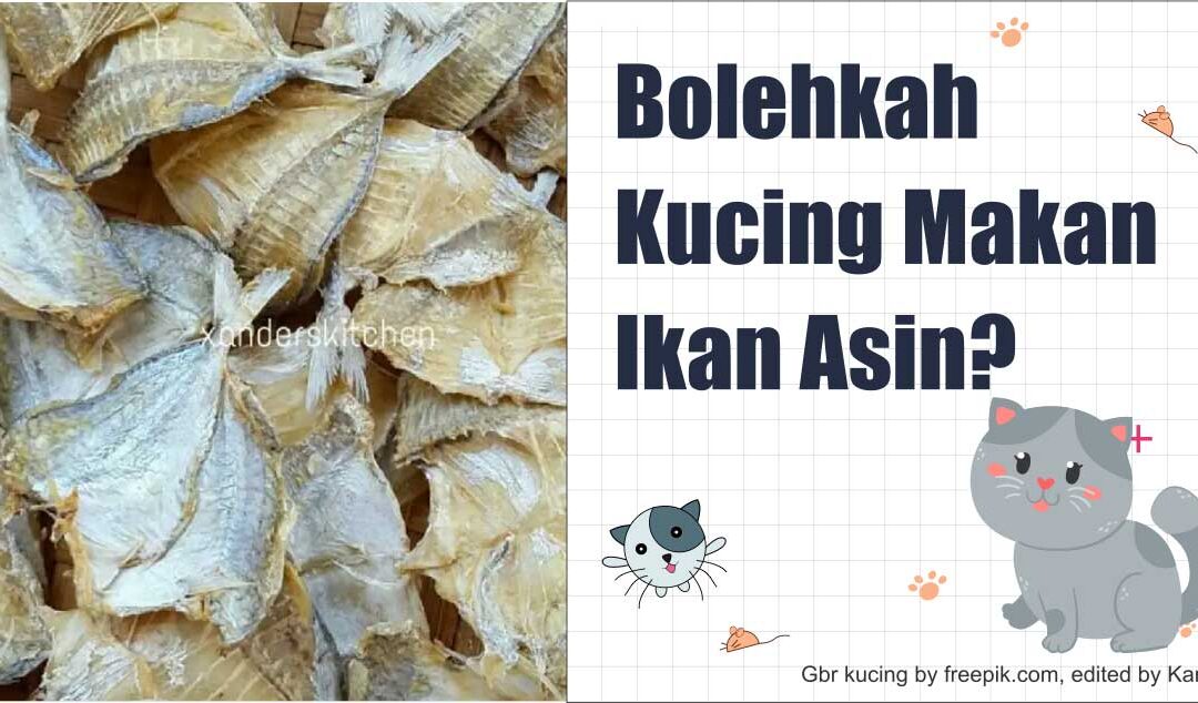 Bolehkah Kucing Makan Ikan Asin? Ini Pengalamanku