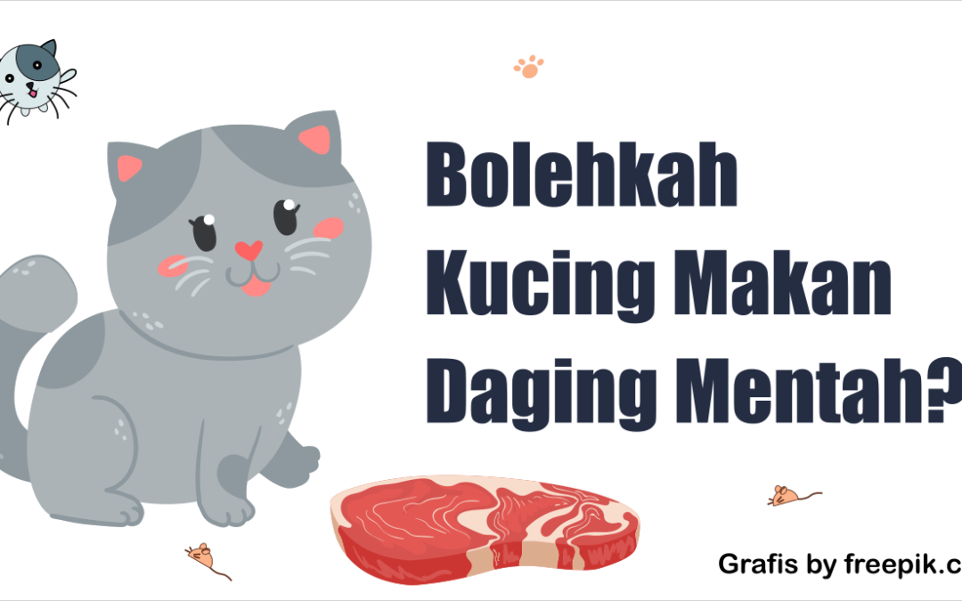 3 Risiko Kucing Makan Daging Mentah dan Efek Sampingnya