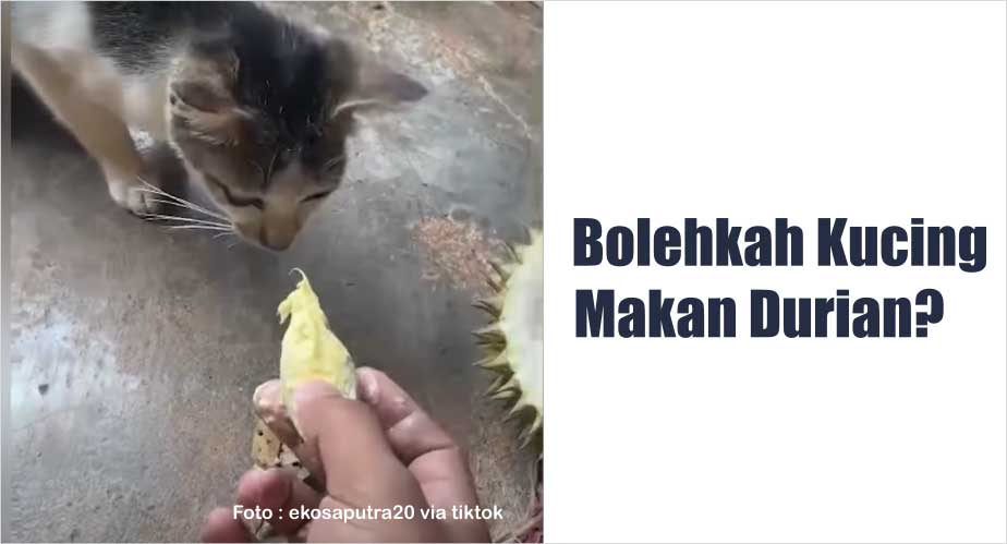 Bolehkah Kucing Makan Durian?