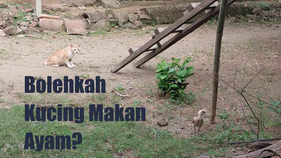 4 Alasan Mengapa Kucing Makan Ayam Hidup dan Cara Mencegahnya