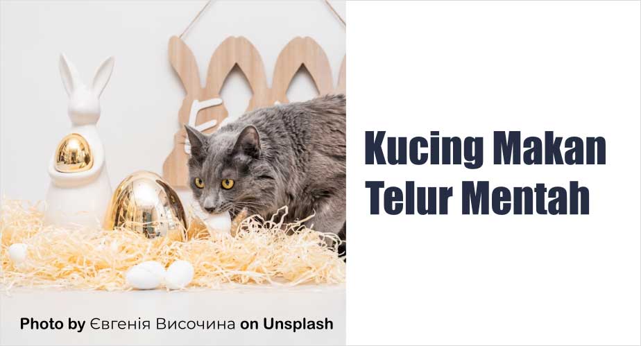 Bolehkah Kucing Makan Telur Mentah?