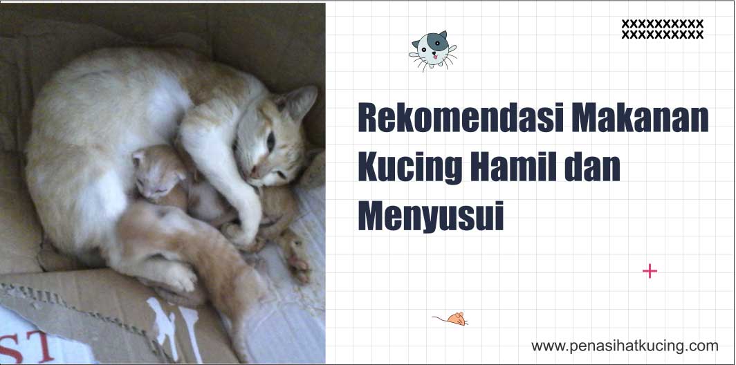 5 Rekomendasi Makanan Kucing Hamil dan Menyusui