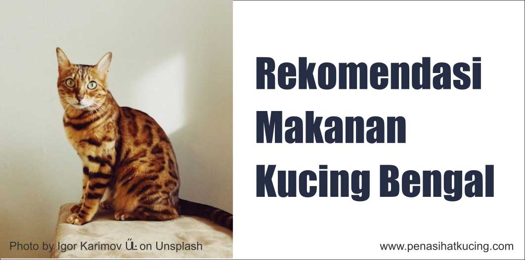 5 Rekomendasi Merk Makanan Kucing Bengal, Kucing dengan Bulu Seperti Macan