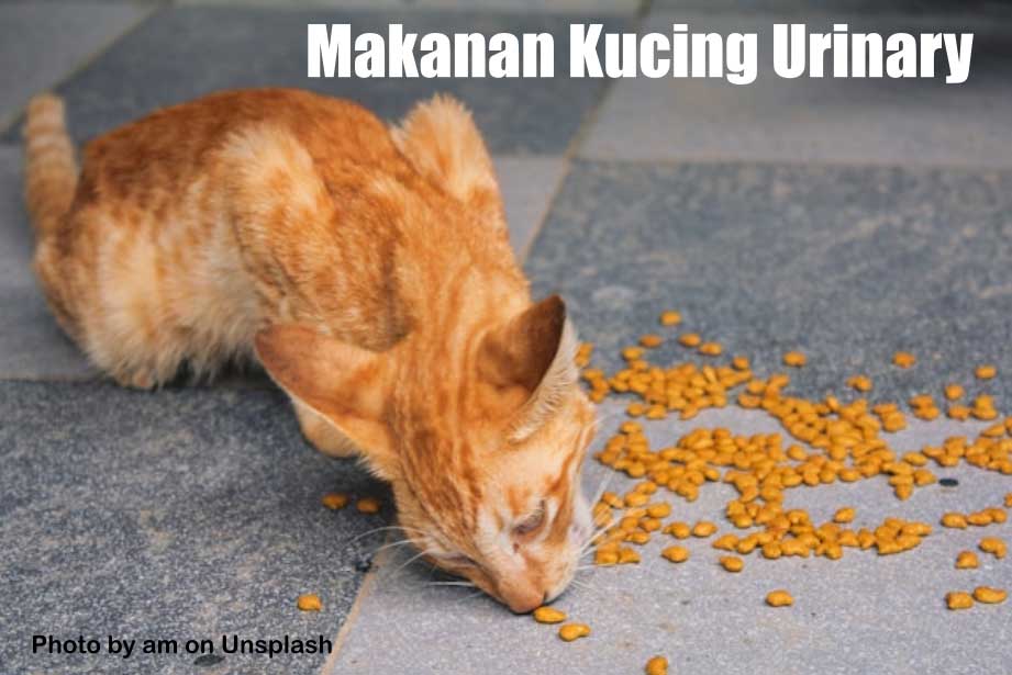 9 Rekomendasi Makanan Kucing Urinary Terbaik 2024